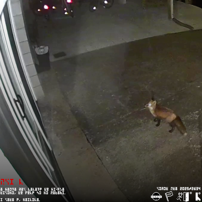 a square image of a security camera picture, featuring a red fox standing on the pavement of a driveway, and facing towards a sliding door. overlaying this picture is some text in a blocky, arcane language, and some company logos in the bottom right corner. These company logos consist of one which looks like a human with their eyes redacted by a rectangle, a flag with three vertical stripes, a bipedal organism with antlers running through a door (similar to the exit sign person), and a glyph which looks like a lambda.